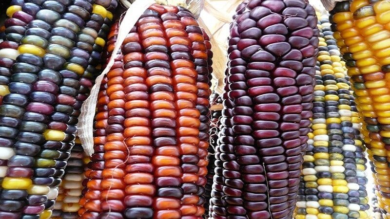 Описание сортов красной кукурузы и агротехника культуры