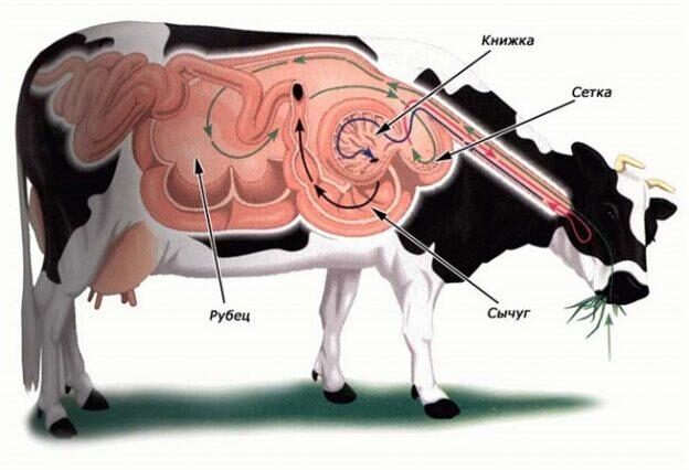 Гипотония преджелудков у крупного рогатого скота