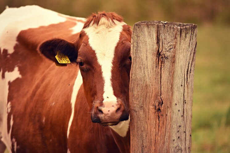 Мастит у коров - разновидности и причины возникновения, методы лечения и профилактики (фото   видео)