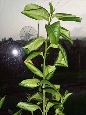 Недостаточный полив лимона - фото листьев