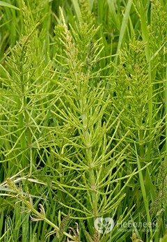Хвощ полевой – многолетнее травянистое растение