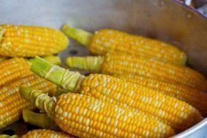 Описание сортов красной кукурузы и агротехника культуры