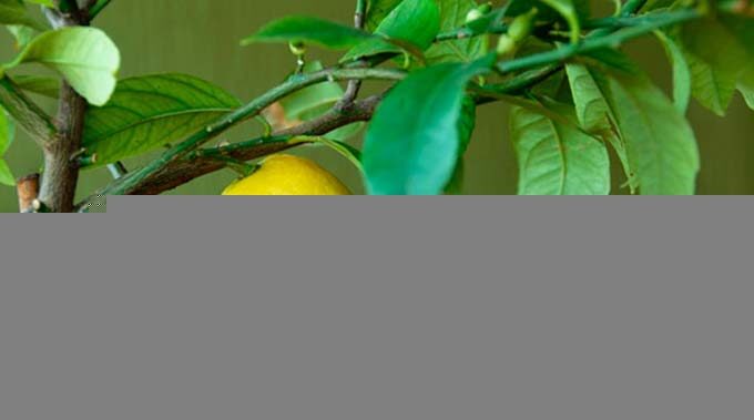 подкормка для лимона