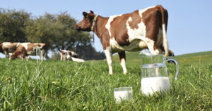 Почему у коровы мало молока