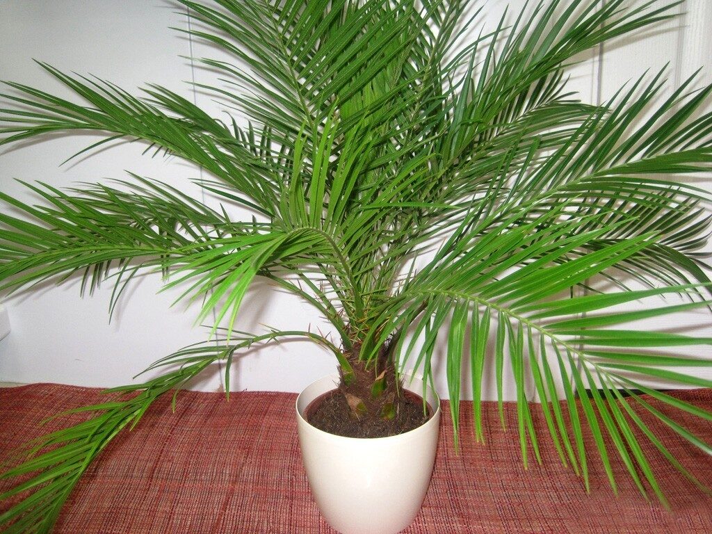 Как растут финики, как выглядят финиковые пальмы