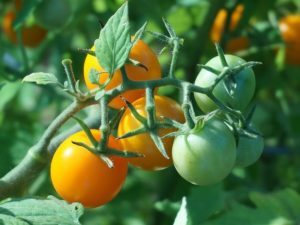 Как опрыскивать сывороткой помидоры – 3 варианта обработки