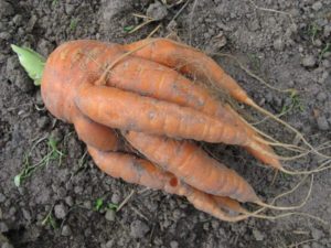 Почему морковь растет рогатая?