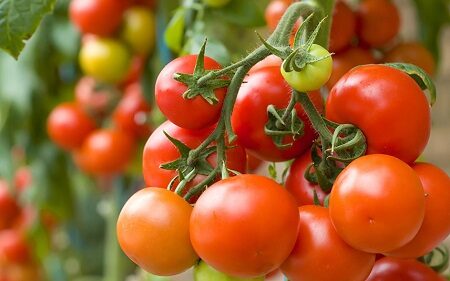 Как опрыскивать сывороткой помидоры – 3 варианта обработки