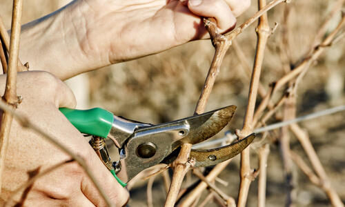 pruning-of-grapevine