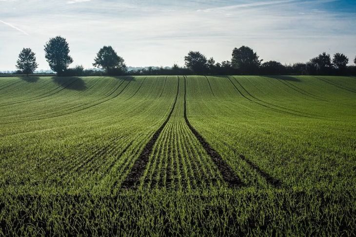 Система удобрения озимой пшеницы – шпаргалка для агрономов