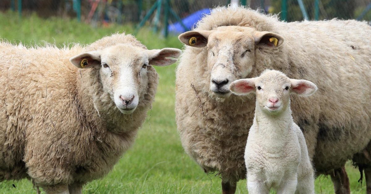 Бараны и овцы: характеристика, виды, уход, размножение