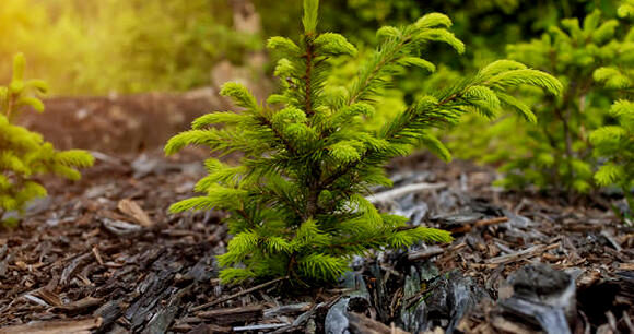 the-norway-spruce