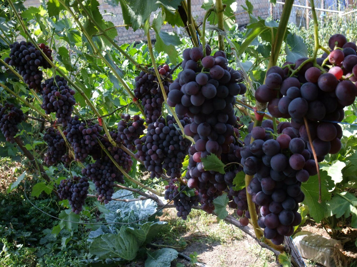 Какое удобрение лучше для винограда