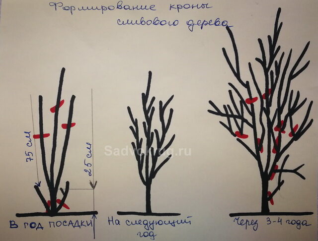 Для получения цветущего и плодоносящего сада – когда обрезать плодовые деревья?