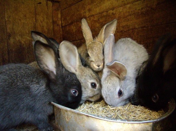 Чем кормить кроликов овес или ячмень