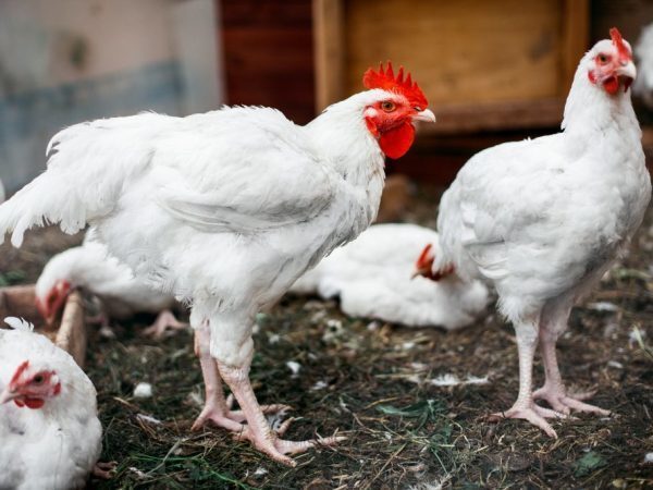Понос у цыплят бройлеров: причины и способы лечения