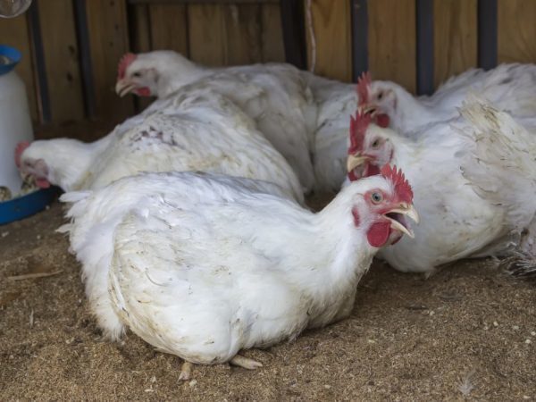 Понос у цыплят бройлеров: причины и способы лечения