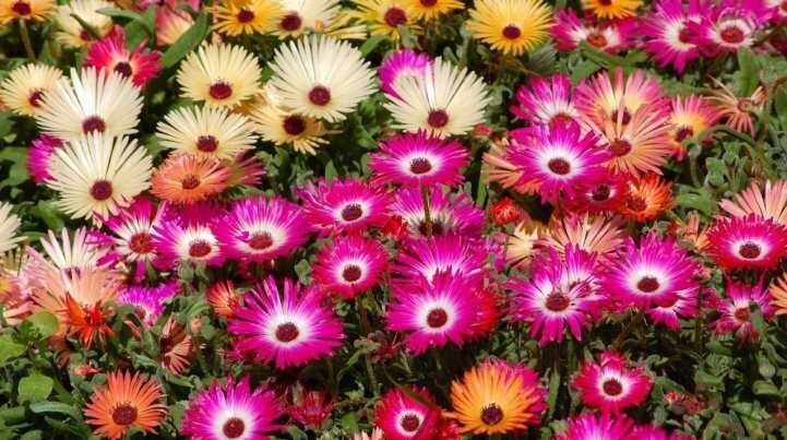 Каталог цветов для дачи (240 Фото с названиями): Все правила для создания невероятной красоты