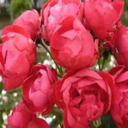 Садовая роза Флорибунда, как ухаживать за королевой сада,особенности посадки и цветения, сорта с названиями и фото