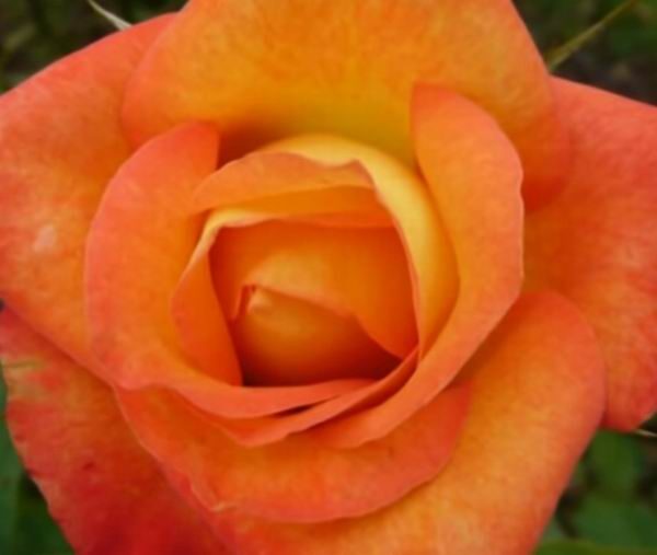 Розы флорибунда (floribunda): уход и выращивание
