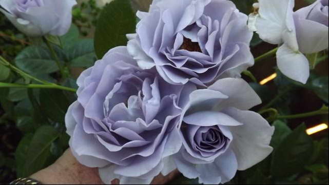 Роза флорибунда Блю Бажу Blue Bajou rose Floribunda фото