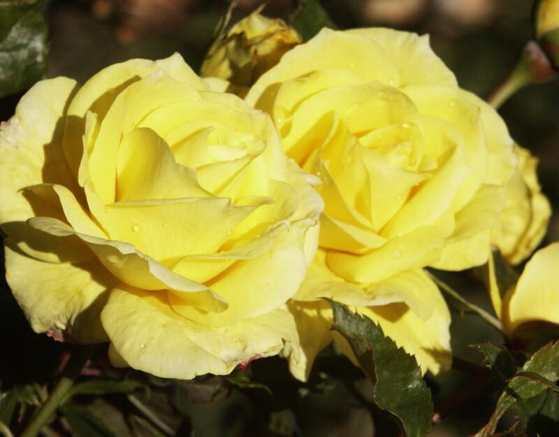Роза флорибунда сорт Фризия Friesia rose Floribunda