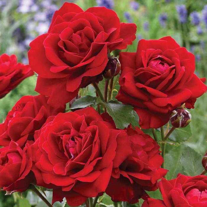 Роза флорибунда сорт Лили Марлен Lili Marlen rose Floribunda фото