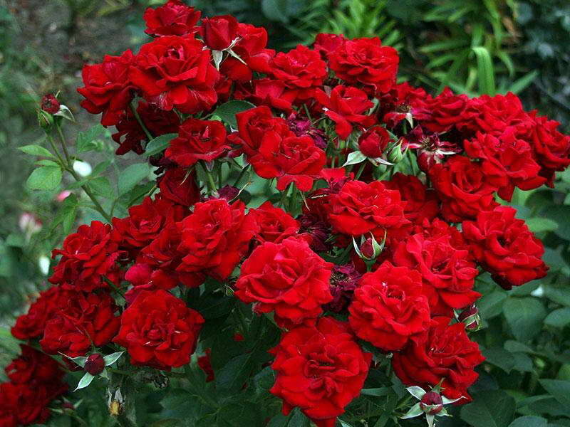 Роза флорибунда сорт Никколо Паганини Niccolo Paganini rose Floribunda фото