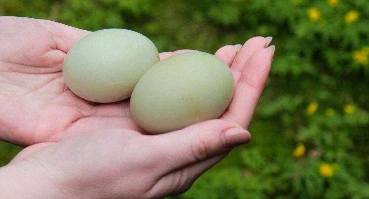 Утиные яйца - тонкости и секреты инкубации. Пошаговая инструкция как выращивать утят при помощи инкубатора (130 фото и видео)