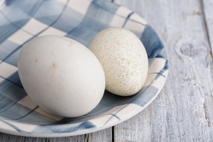 Утиные яйца - тонкости и секреты инкубации. Пошаговая инструкция как выращивать утят при помощи инкубатора (130 фото и видео)