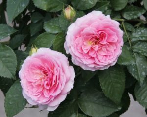 Розы флорибунда (floribunda): уход и выращивание