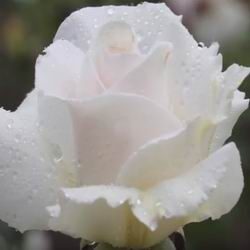 Садовая роза Флорибунда, как ухаживать за королевой сада,особенности посадки и цветения, сорта с названиями и фото