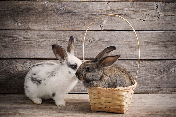 Можно ли подсадить крольчат к другой крольчихе || Можно ли подсаживать крольчат к другой крольчихе