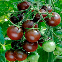 tomat-chernaja-vishnia-7