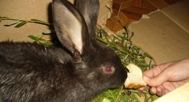 Чем кормить кроликов овес или ячмень