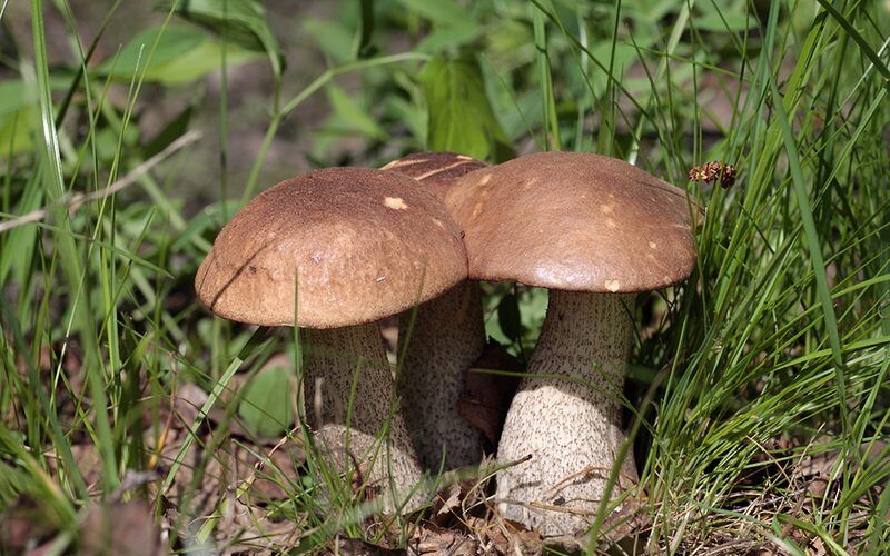  Какие еще грибы подберезовики существуют?