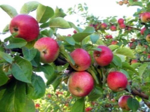 На какой год плодоносит яблоня. На какой год начинает плодоносить яблоня после посадки саженцев