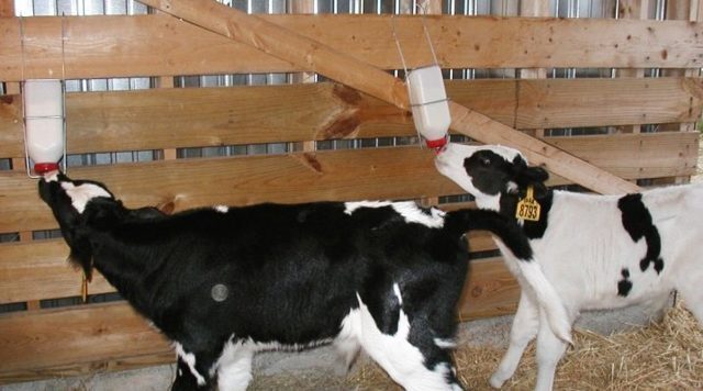 ЗЦМ для телят: Инструкция, как разводить сухое молоко, состав, пропорции и схема выпойки