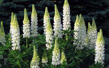 Lupinus albus