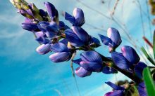 Lupinus angustifolius