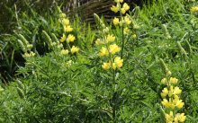 Lupinus arboreus Sims