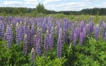 Lupinus polyphyllus Lindl