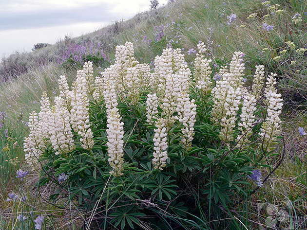 Люпин белый Lupinus albus фото