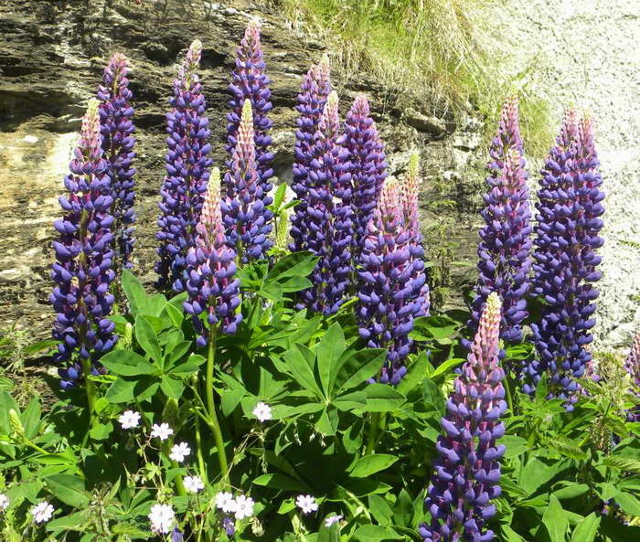 Люпин многолистный Lupinus polyphyllus фото