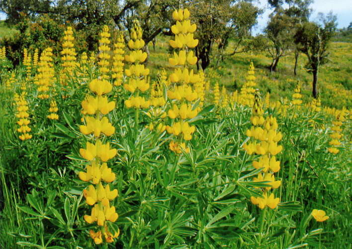 Люпин желтый Lupinus luteus фото