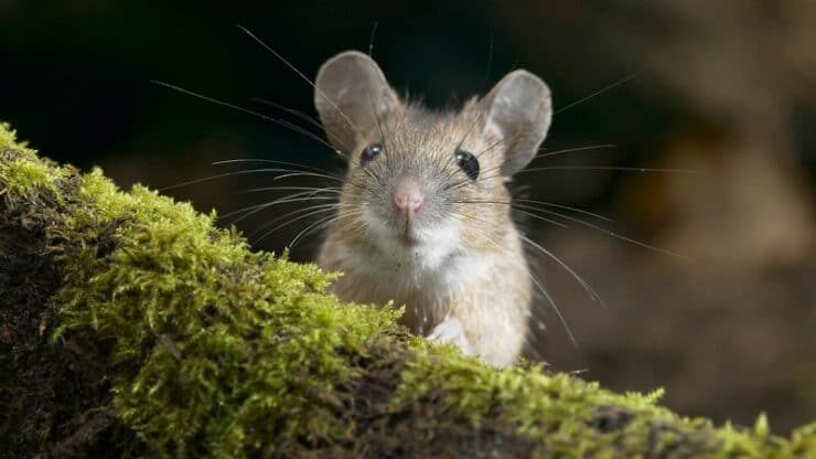 Эффективные методы борьбы с мышами
