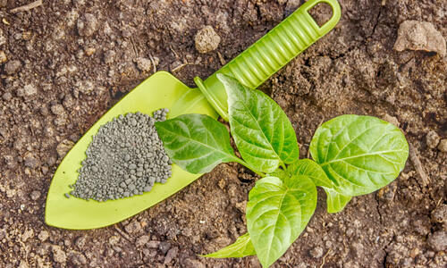 pepper-seedlings-seedbed-garden-shovel-the-granules