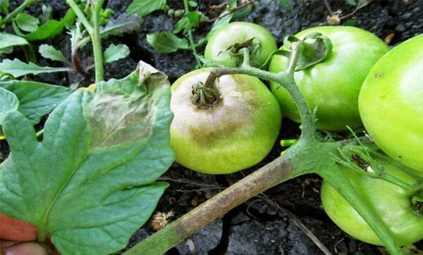 Как бороться с фитофторой на помидорах и чем можно их обработать