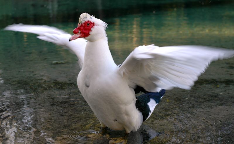 Мускусная утка (индоутка): описание породы, разновидности