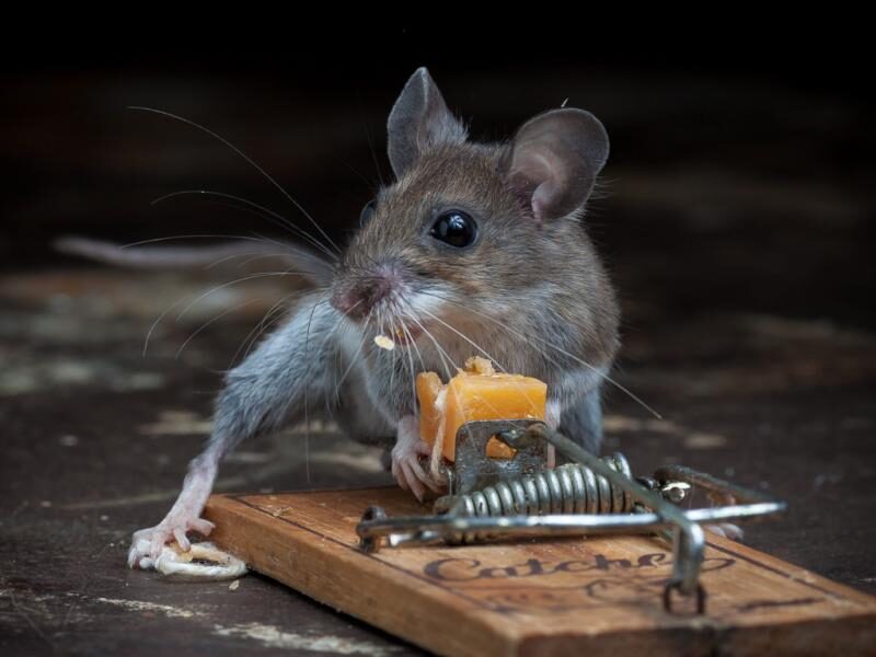 Эффективные методы борьбы с мышами